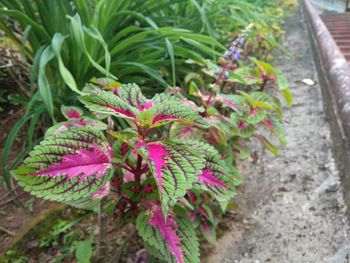 Close-up of pink flowers growing on plant