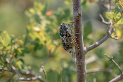 Close-up of butterfly on plant