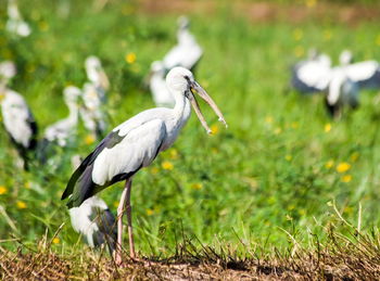 Bird on a field