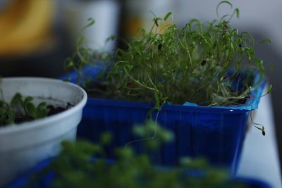 Close-up of potted plant on table