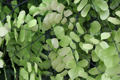 Close-up of fresh green plants