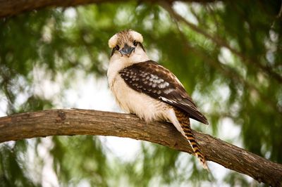 Close-up of bird perching on branch