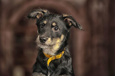 Close-up portrait of a dog