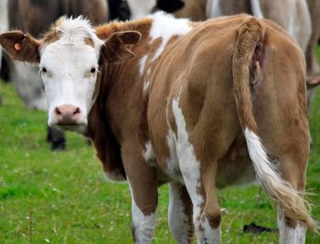 Portrait of cow standing on field