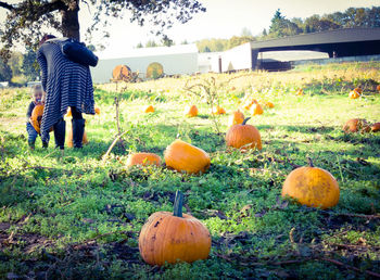 Rear view of boy standing by pumpkins on field against sky during autumn