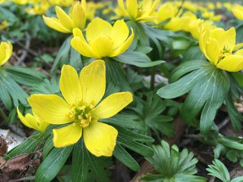 Close-up of yellow flowering plants