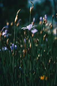 Close-up of purple flowering plants on field