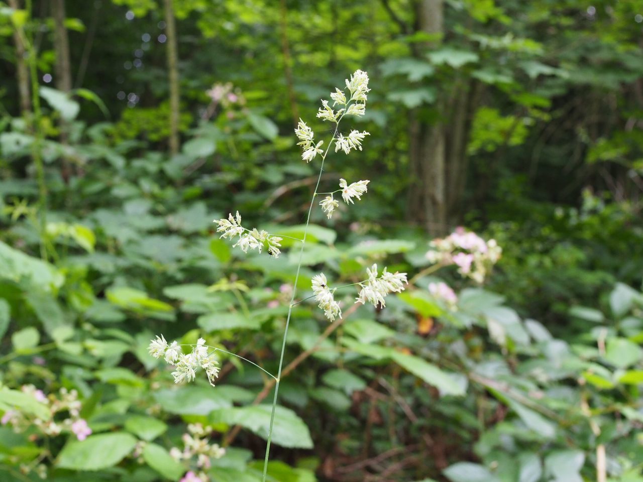 CLOSE-UP OF SMALL FLOWERING PLANT