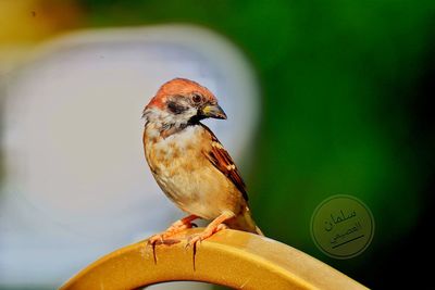 Close-up of bird perching on leaf