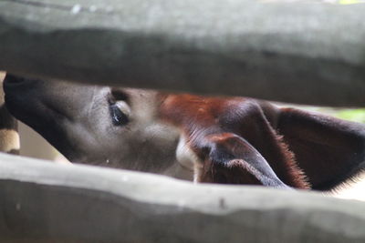 Close-up portrait of a okapi