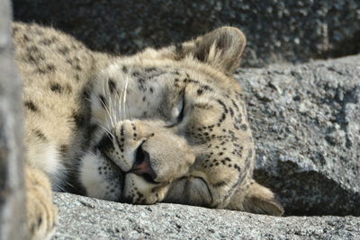 Cat sleeping on rock