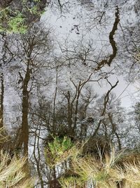 Trees growing against sky