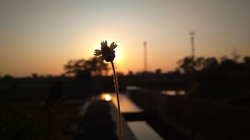 Close-up of silhouette plants on field against sky during sunset