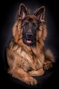 Portrait of the german shepherd long hair dog