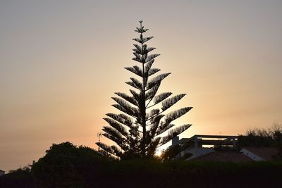 Silhouette tree on field against sky at sunset