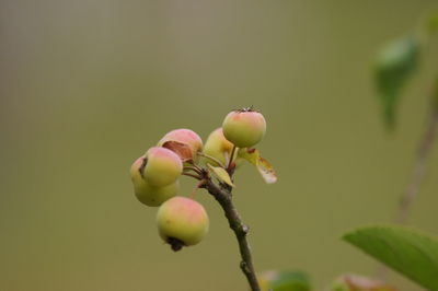 Close-up of fruit growing on plant