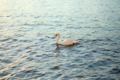 Swan swimming in sea