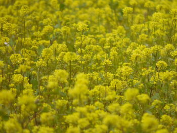 Close up of yellow flowers