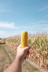 Cropped hand of man holding sweetcorn on field