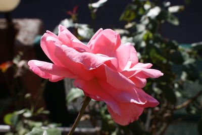 Close-up of red flower blooming outdoors