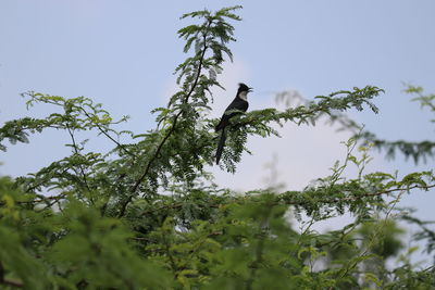 Low angle view of bird perching on tree against sky