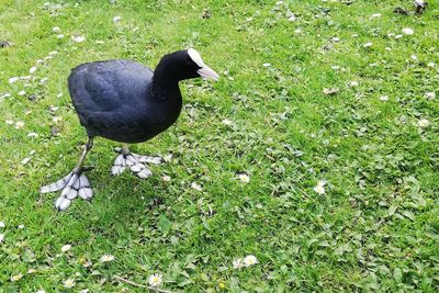 High angle view of bird on field