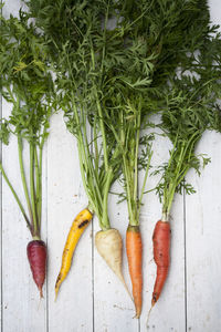 Various carrots on wooden background