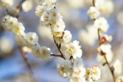 Close-up of cherry blossom