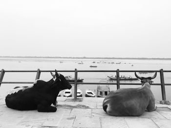 Horse in the sea against clear sky