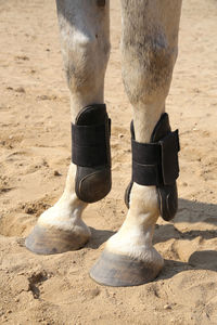 Low section of person standing on sand