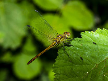 Close-up of insect on leaf