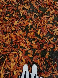 Low section of person standing on autumn leaves