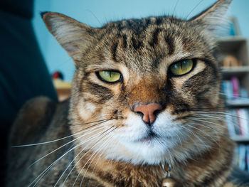 Close-up portrait of a cat