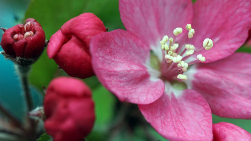 Close-up of pink flower with buds growing outdoors