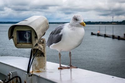 Seagull perching by security camera against lake