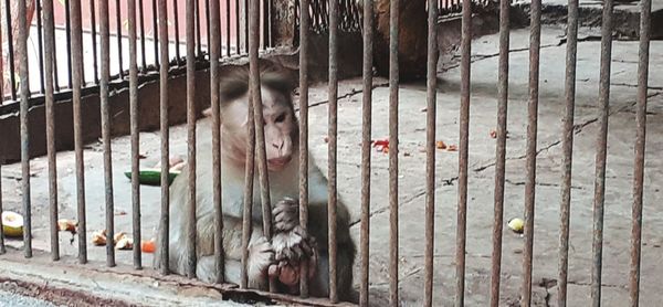 View of cat in cage