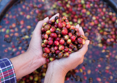 Close-up of hand holding berries