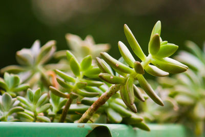 Close-up of succulent plant