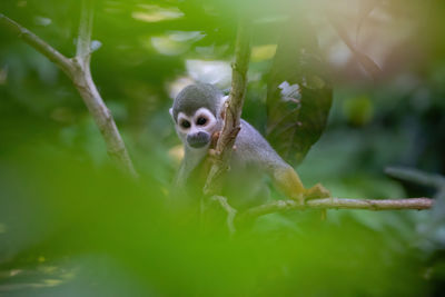 Monkey in a tree