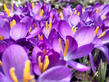 Close-up of purple flowers blooming outdoors