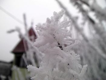 Close-up of snow on tree during winter