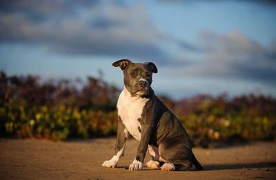 Portrait of hunting dog sitting on ground