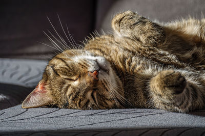Close-up of cat lying on bed