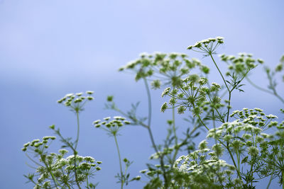 plant