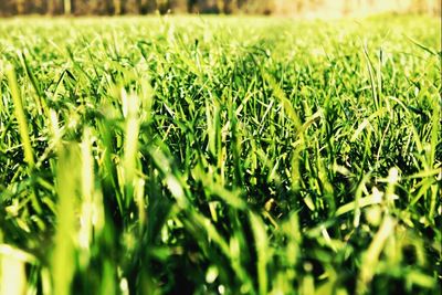 Full frame shot of grassy field