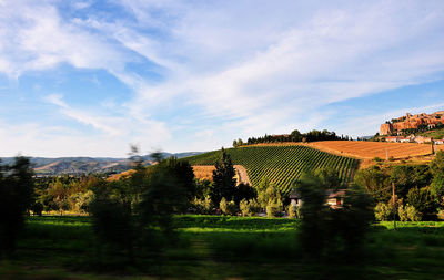 Trees and plants growing on land against sky