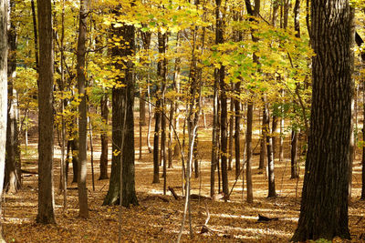 Pine trees in forest