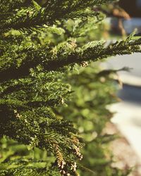 Close-up of fresh green plant