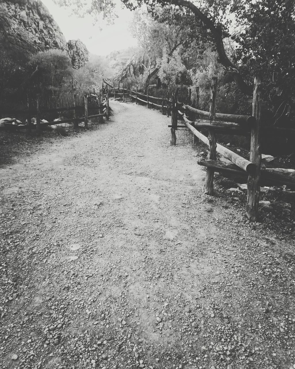 tree, the way forward, diminishing perspective, sunlight, footpath, tranquility, transportation, nature, vanishing point, tranquil scene, shadow, outdoors, day, empty, railing, walkway, no people, surface level, water, street