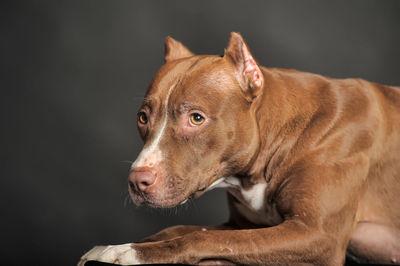 Close-up of dog looking away